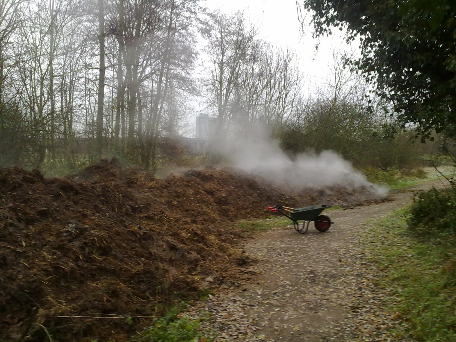 Steaming horse manure